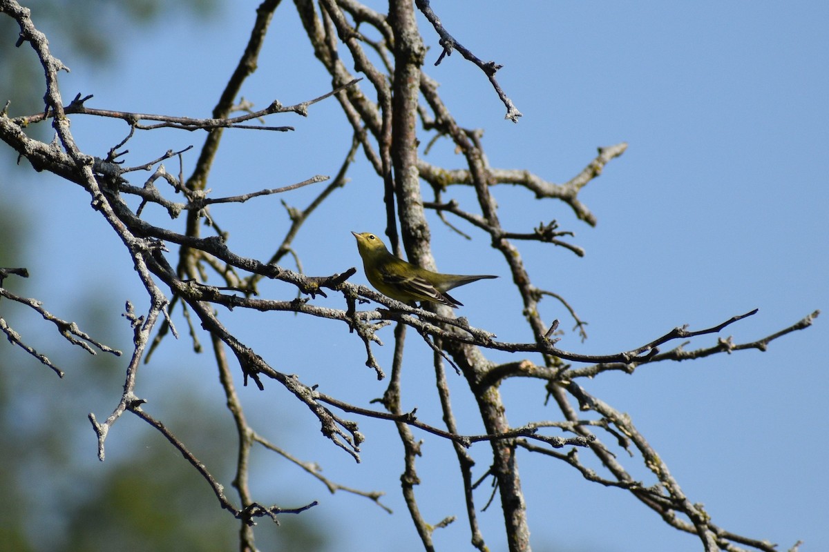 Blackpoll Warbler - ML641977572
