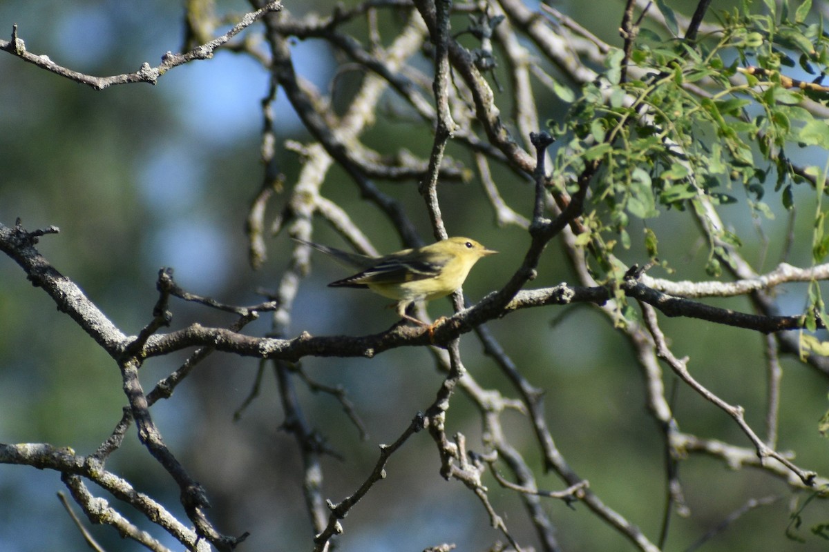 Blackpoll Warbler - ML641977573