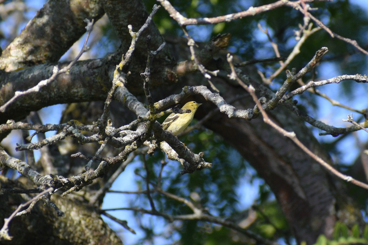 Blackpoll Warbler - ML641977574