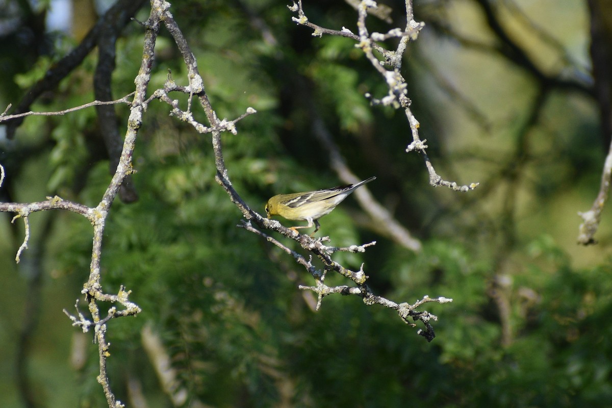 Blackpoll Warbler - ML641977575