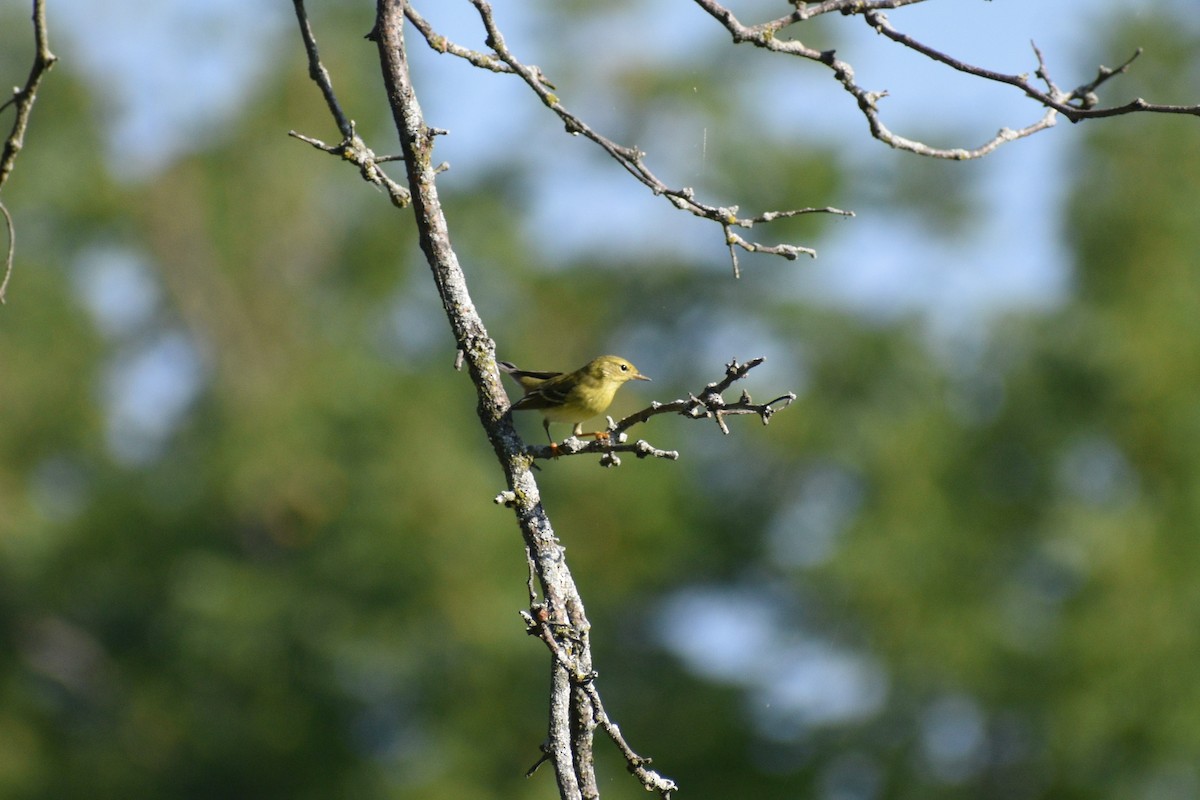 Blackpoll Warbler - ML641977577