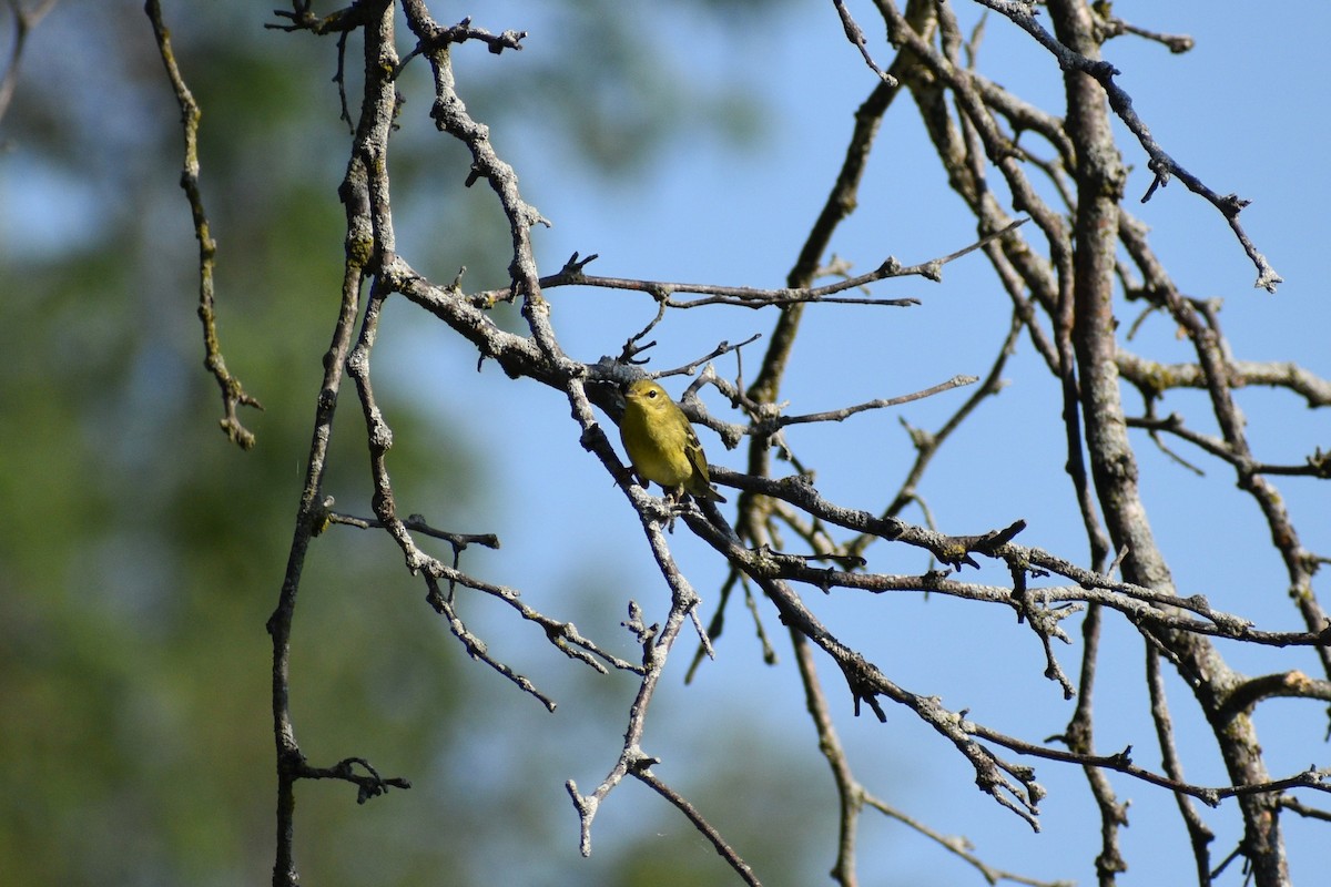 Blackpoll Warbler - ML641977578