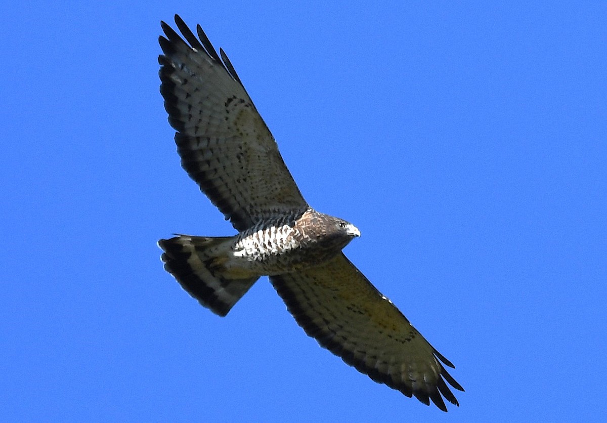 Broad-winged Hawk - ML641977579