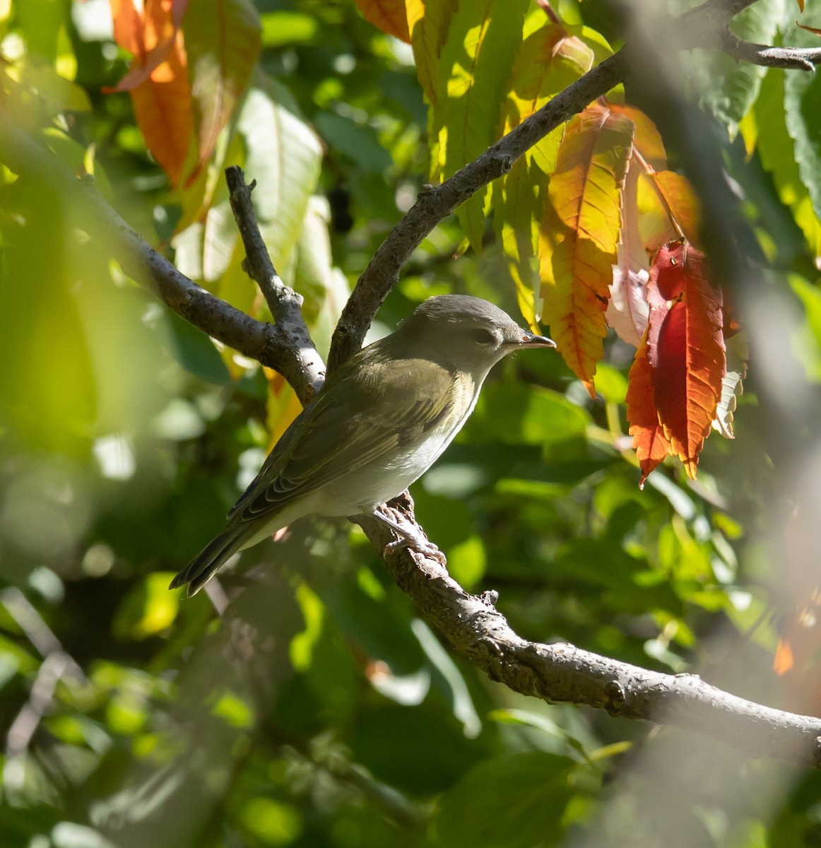 Red-eyed Vireo - ML641977586