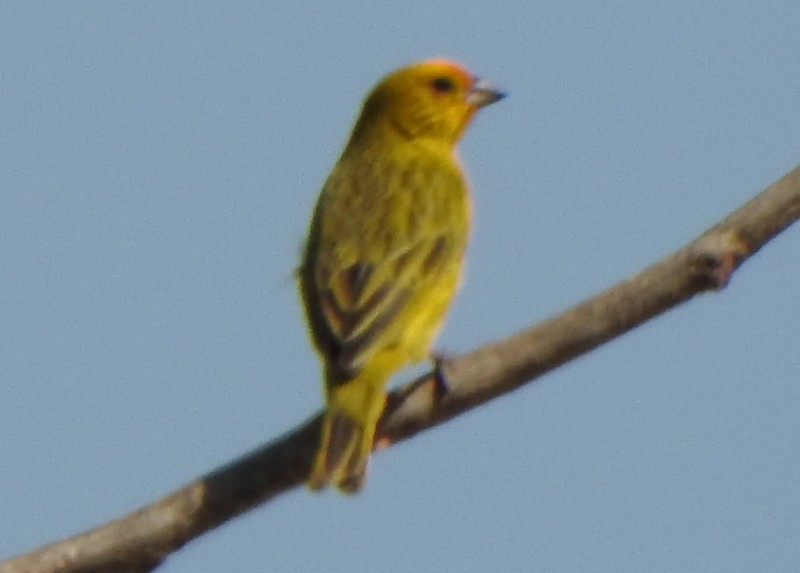 Saffron Finch - ML641977592