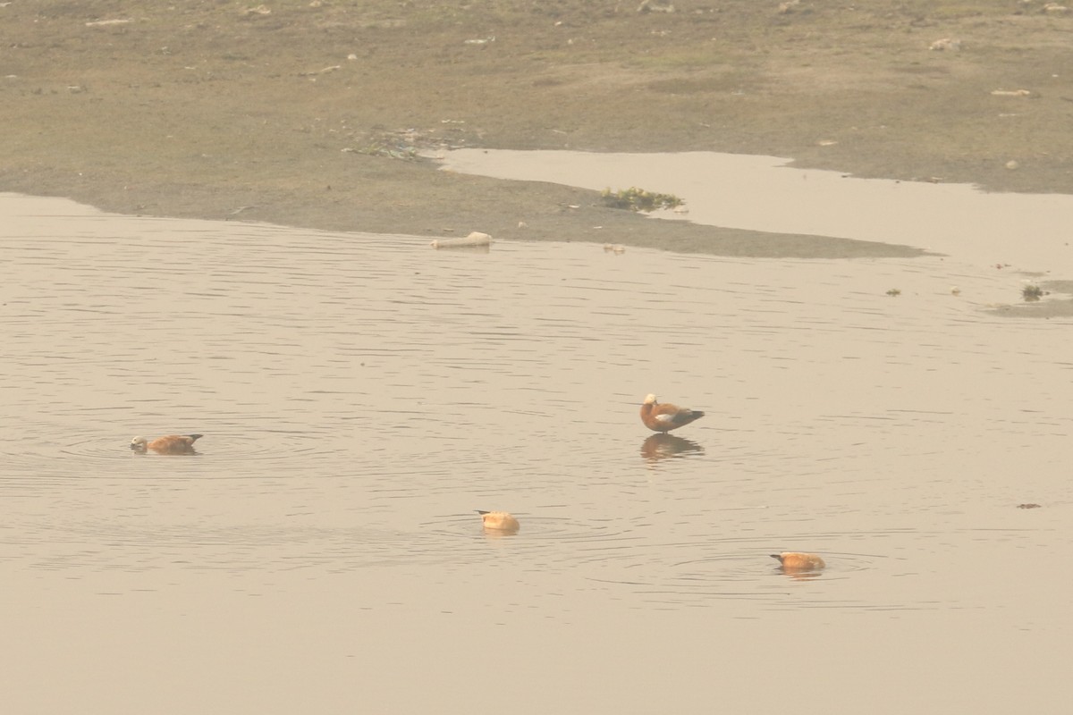 Ruddy Shelduck - ML641977594