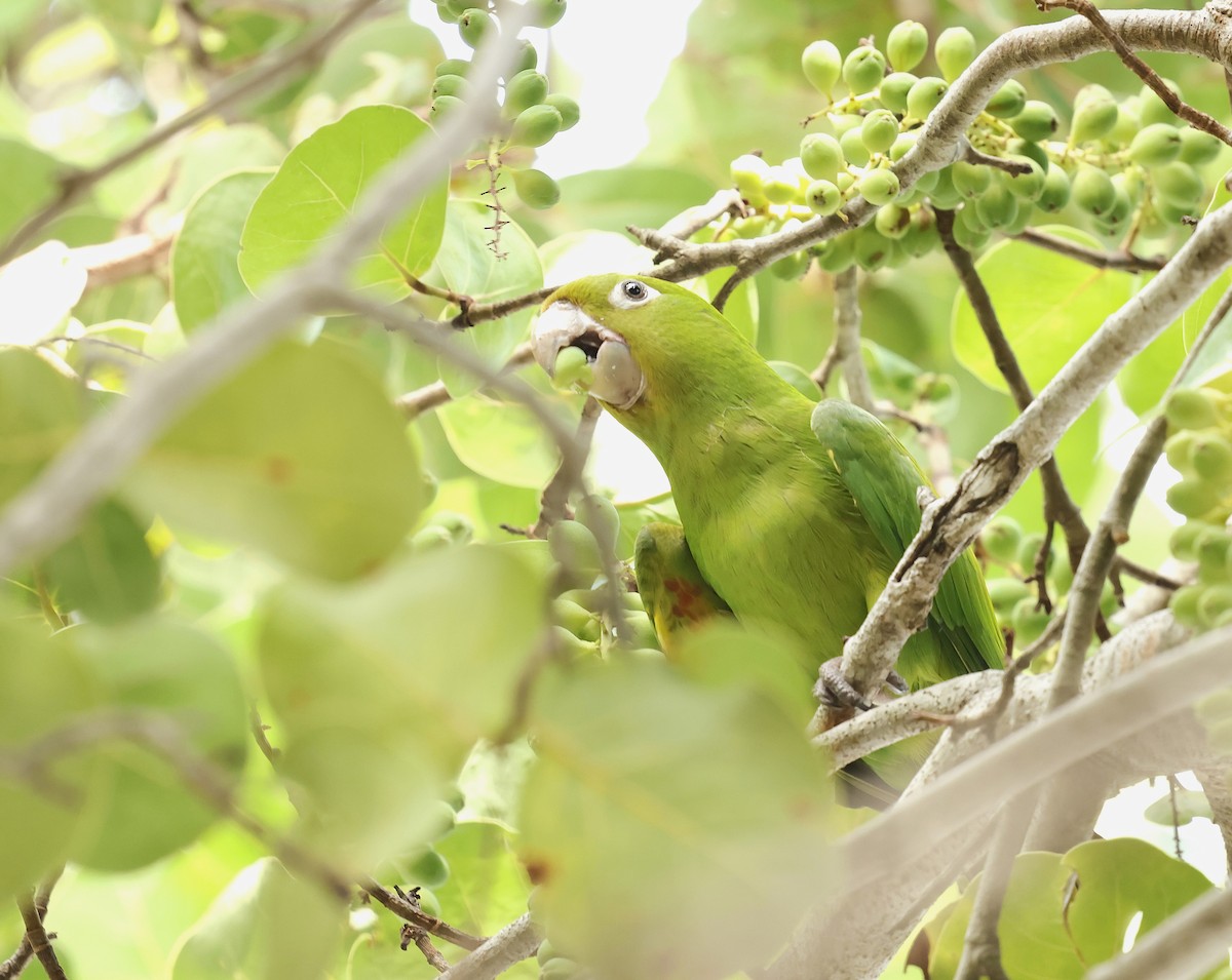 Aratinga Ojiblanca - ML641977596
