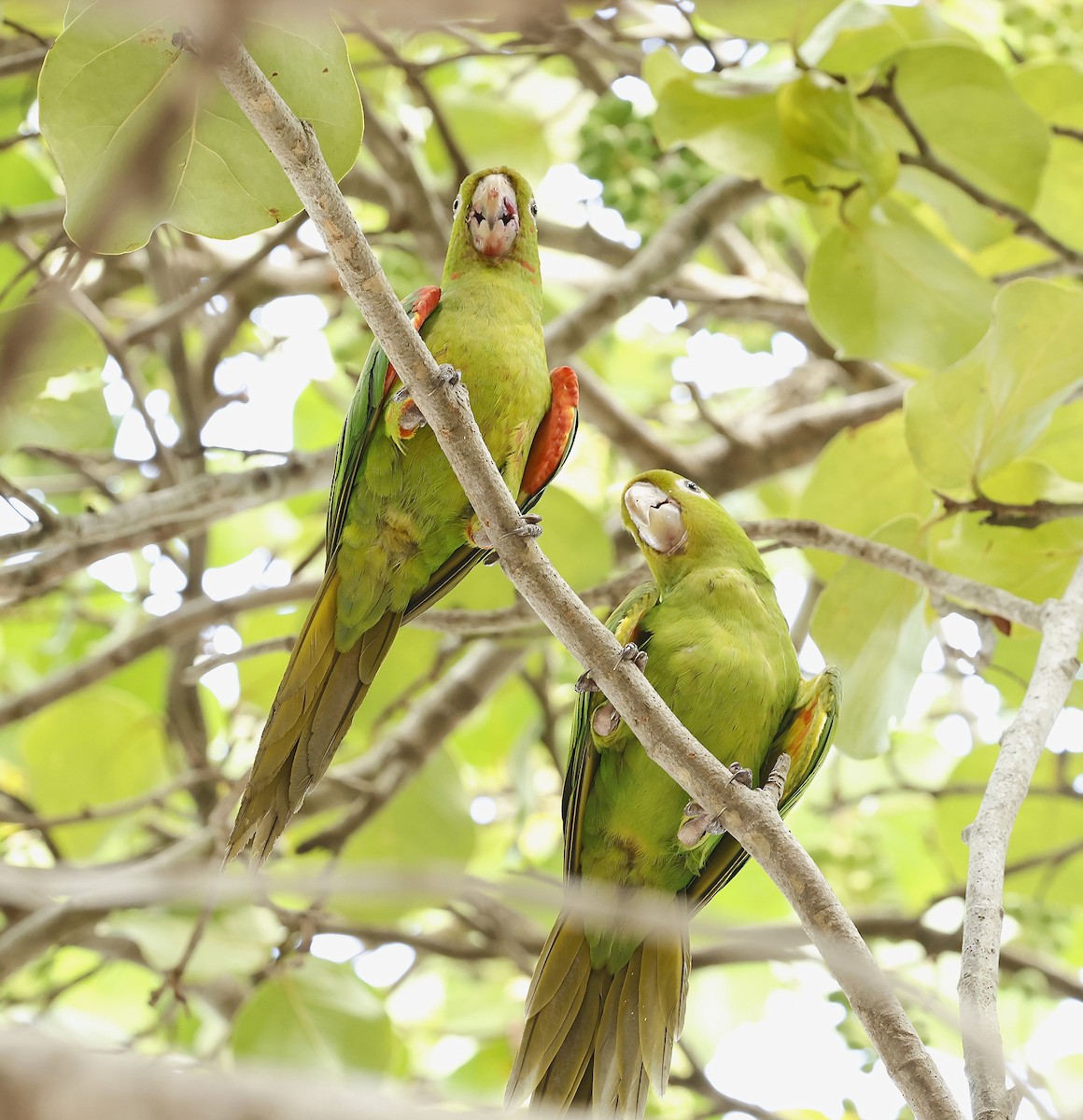 Aratinga Ojiblanca - ML641977597