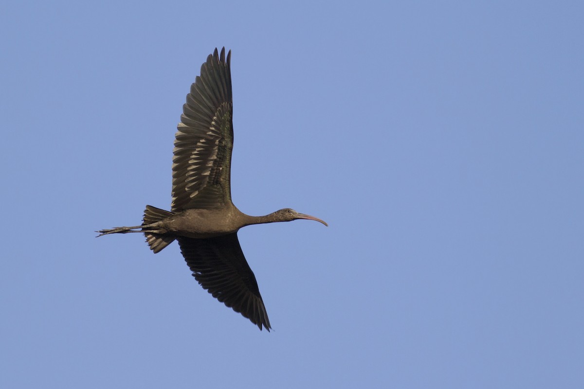 Glossy Ibis - Samuel Paul Galick