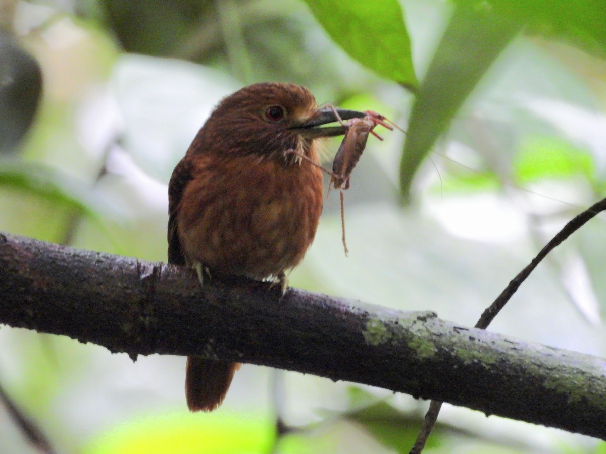 White-whiskered Puffbird - ML641977636