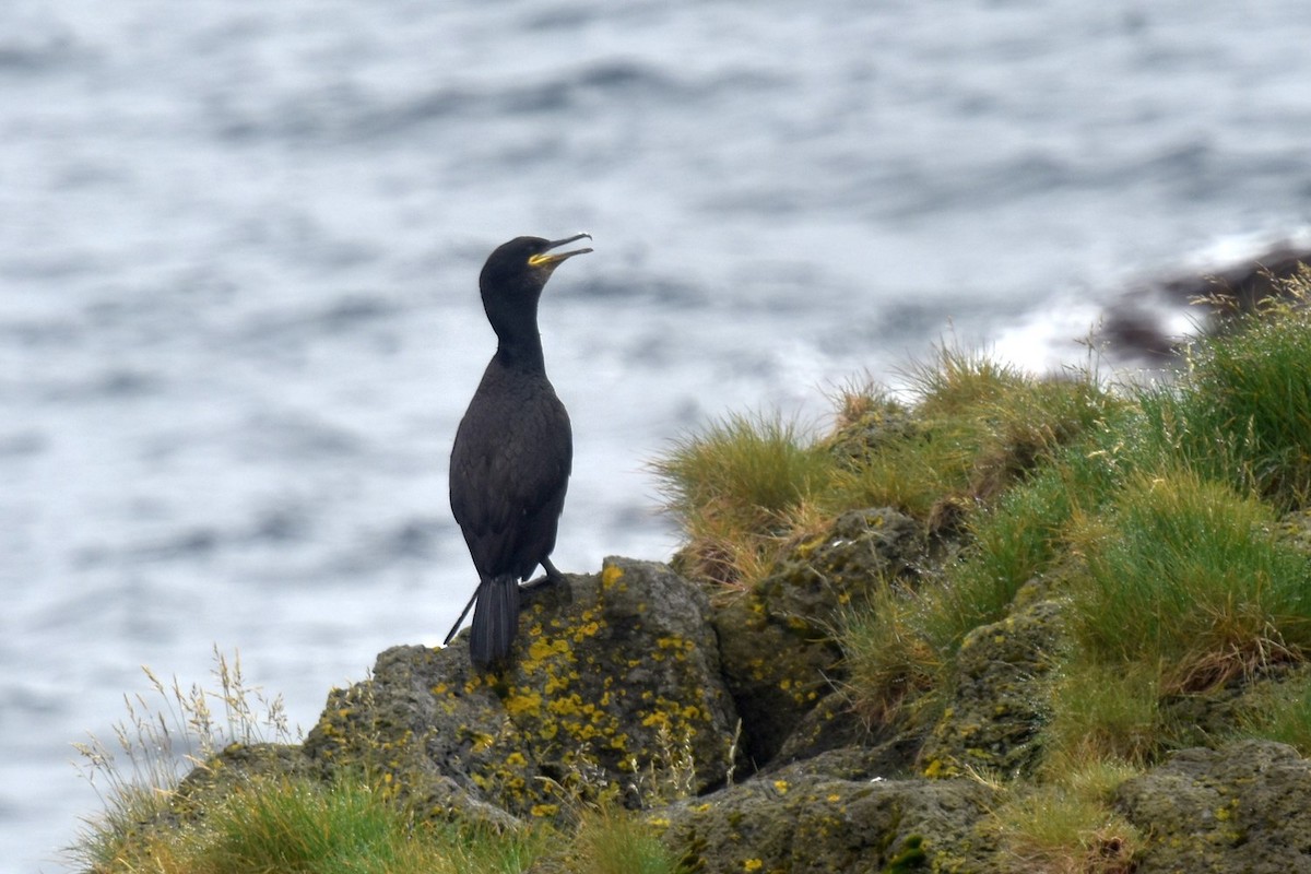 European Shag - ML641977652