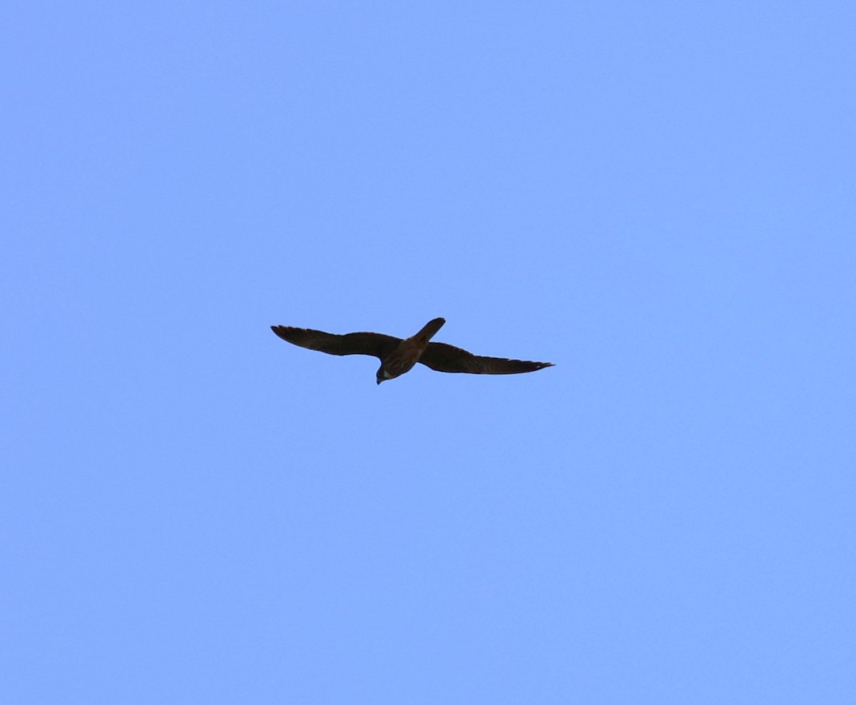 Eleonora's Falcon - ML641977653