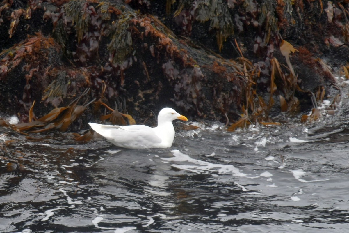 Glaucous Gull - ML641977657