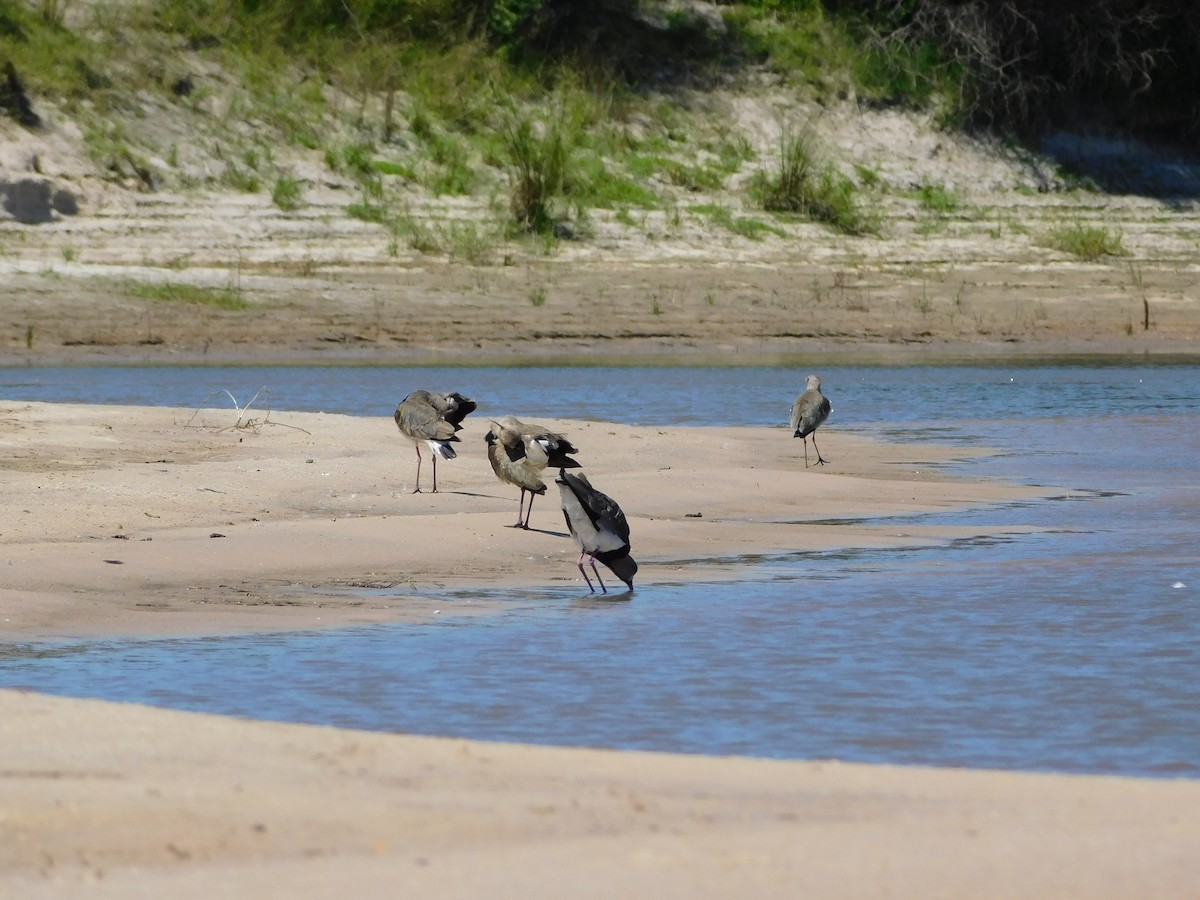 Southern Lapwing (lampronotus) - ML641977660