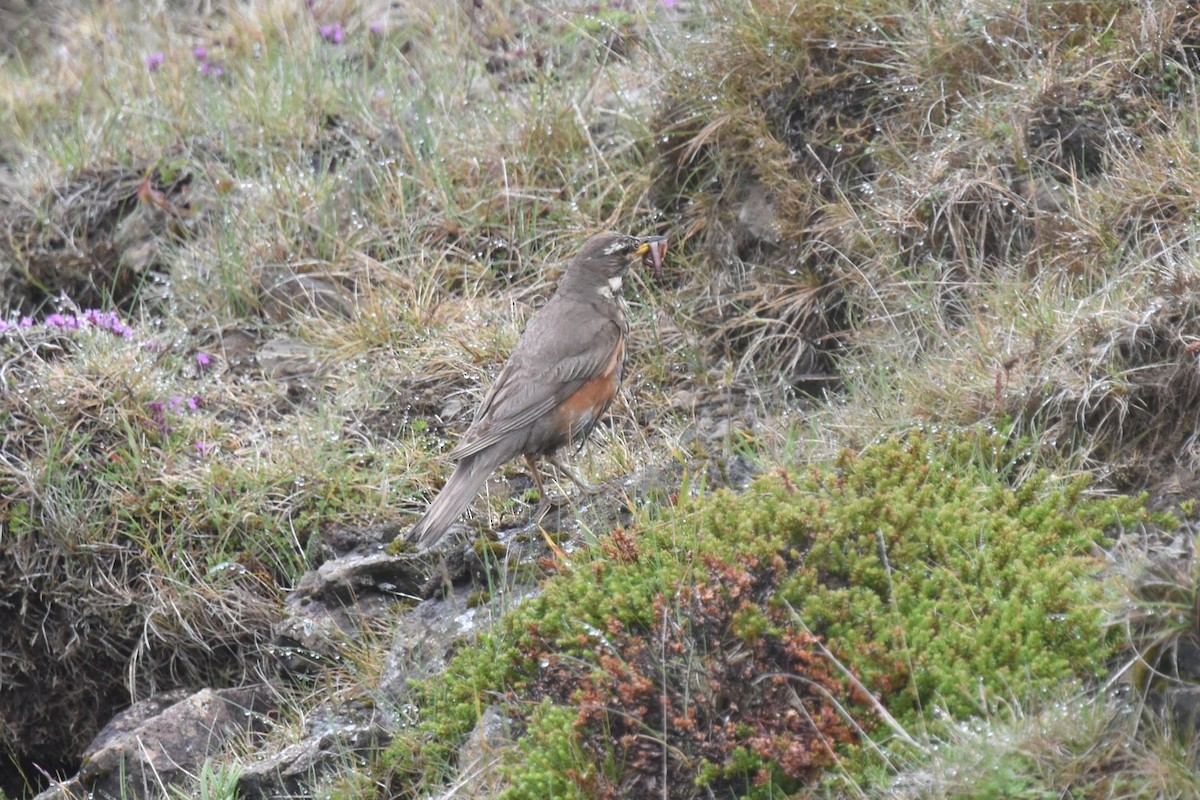 Redwing - ML641977667