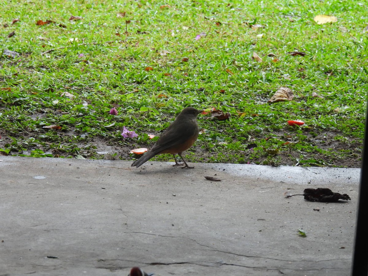 Rufous-bellied Thrush - ML641977668