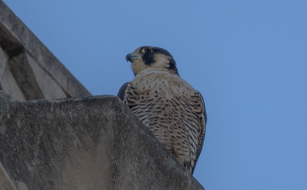 Peregrine Falcon - ML641977682