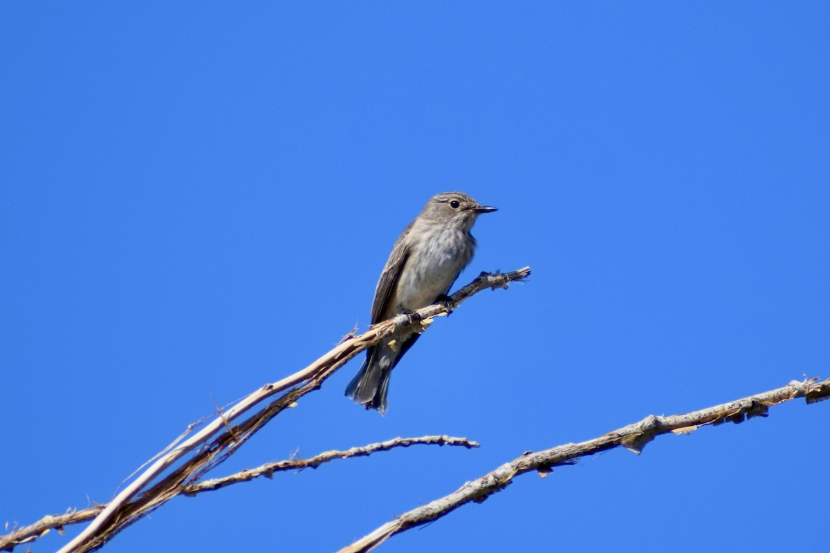 Spotted Flycatcher - ML641977683