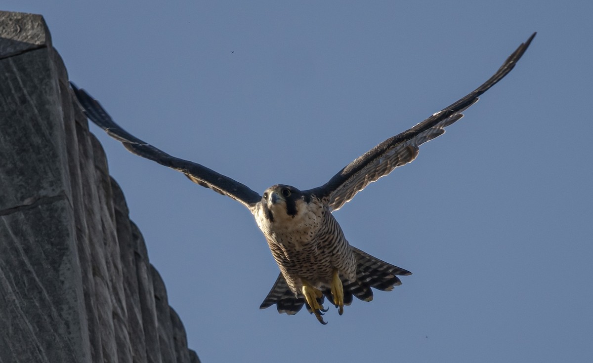 Peregrine Falcon - ML641977689