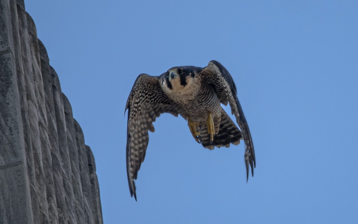 Peregrine Falcon - ML641977690