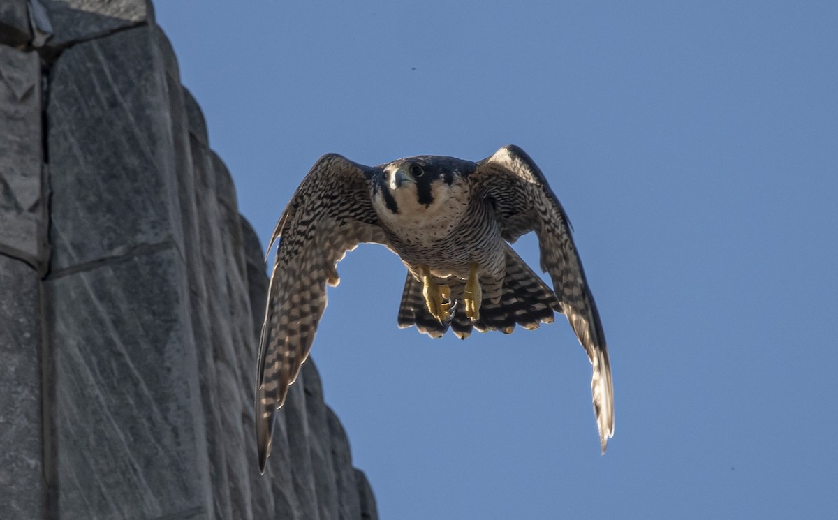 Peregrine Falcon - ML641977691
