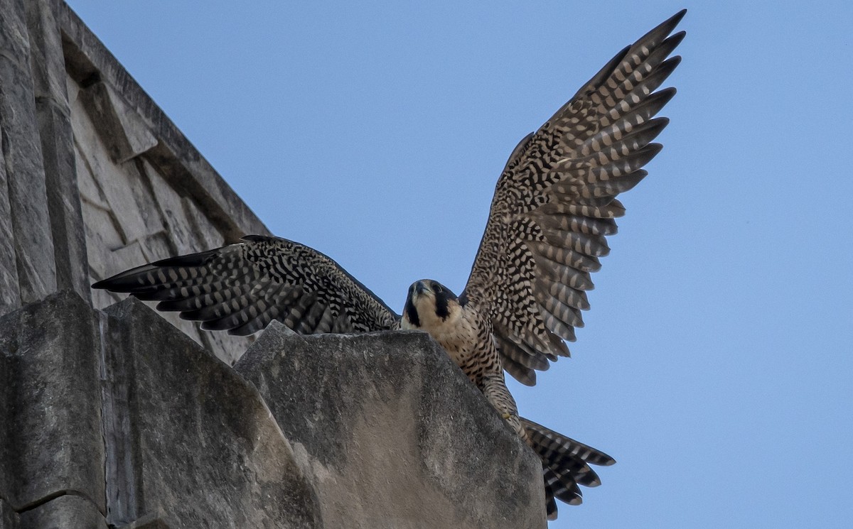 Peregrine Falcon - ML641977692