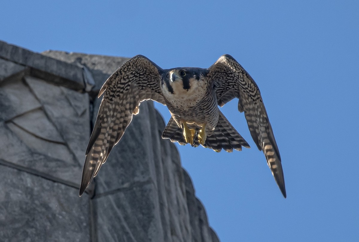 Peregrine Falcon - ML641977697
