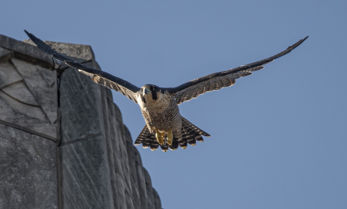 Peregrine Falcon - ML641977698