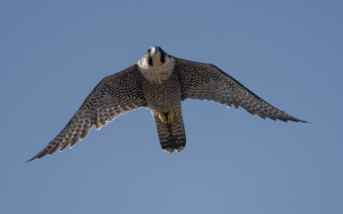 Peregrine Falcon - ML641977699