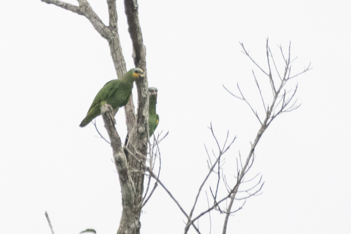 Orange-winged Amazon - ML641977706