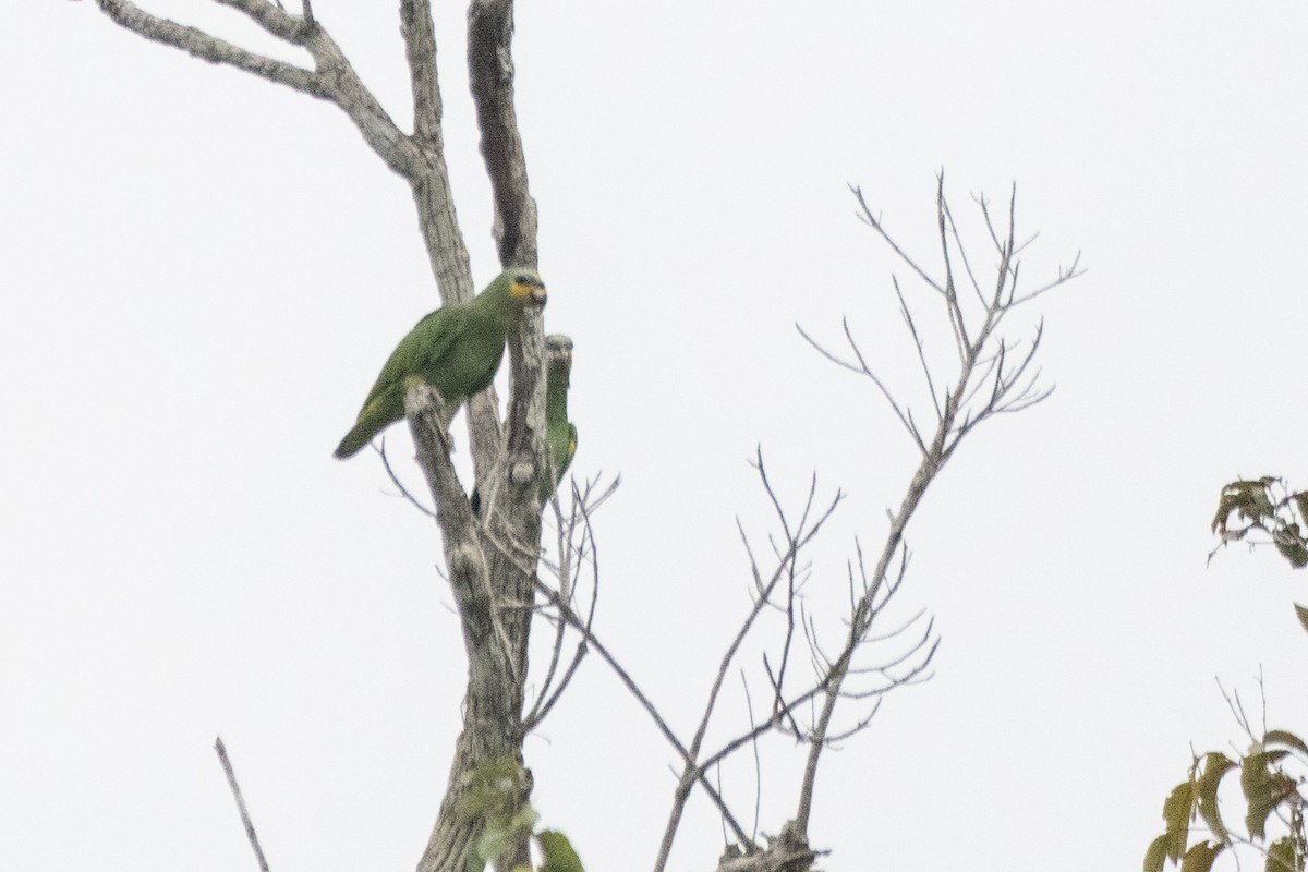 Orange-winged Amazon - ML641977707