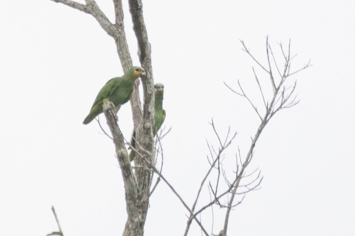 Orange-winged Amazon - ML641977708