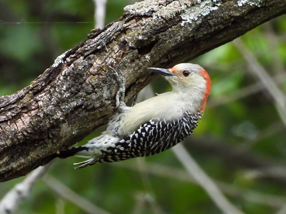 Red-bellied Woodpecker - ML641977709