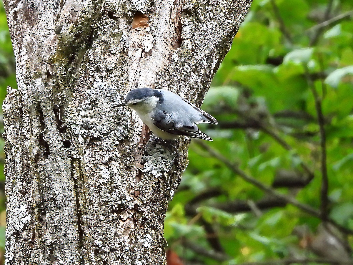 White-breasted Nuthatch - ML641977710