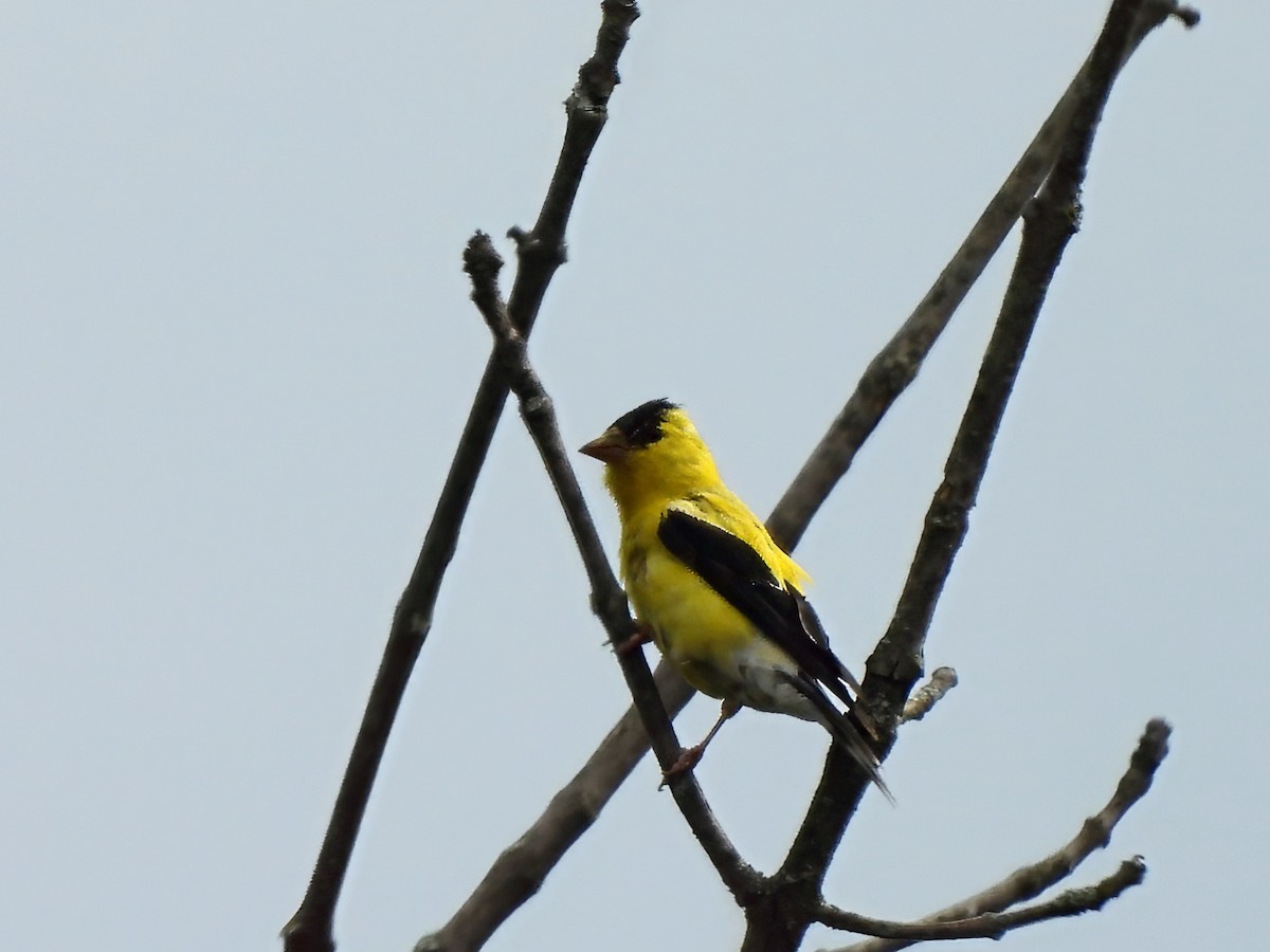 Chardonneret jaune - ML641977715