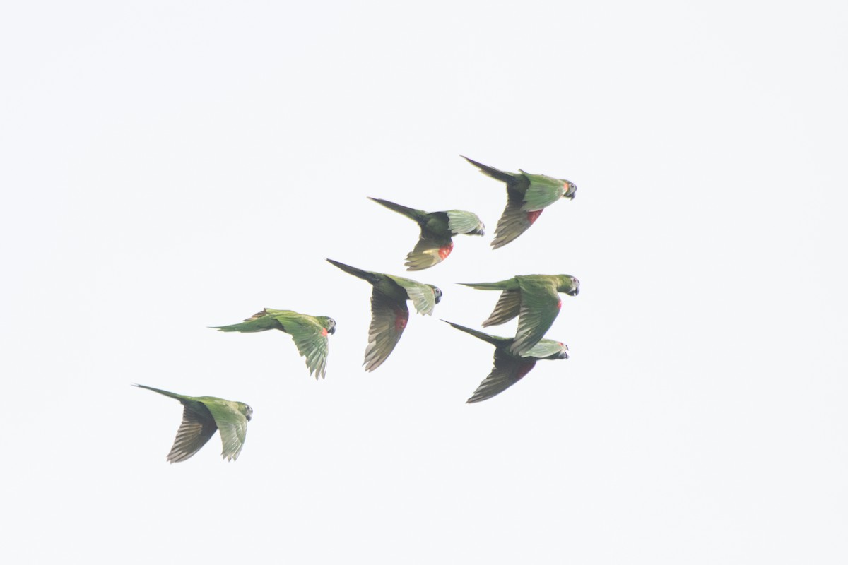 Aratinga Ojiblanca - ML641977724