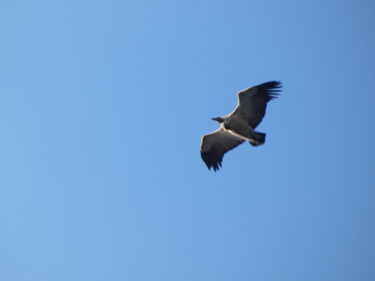 Cape Griffon - ML641977728