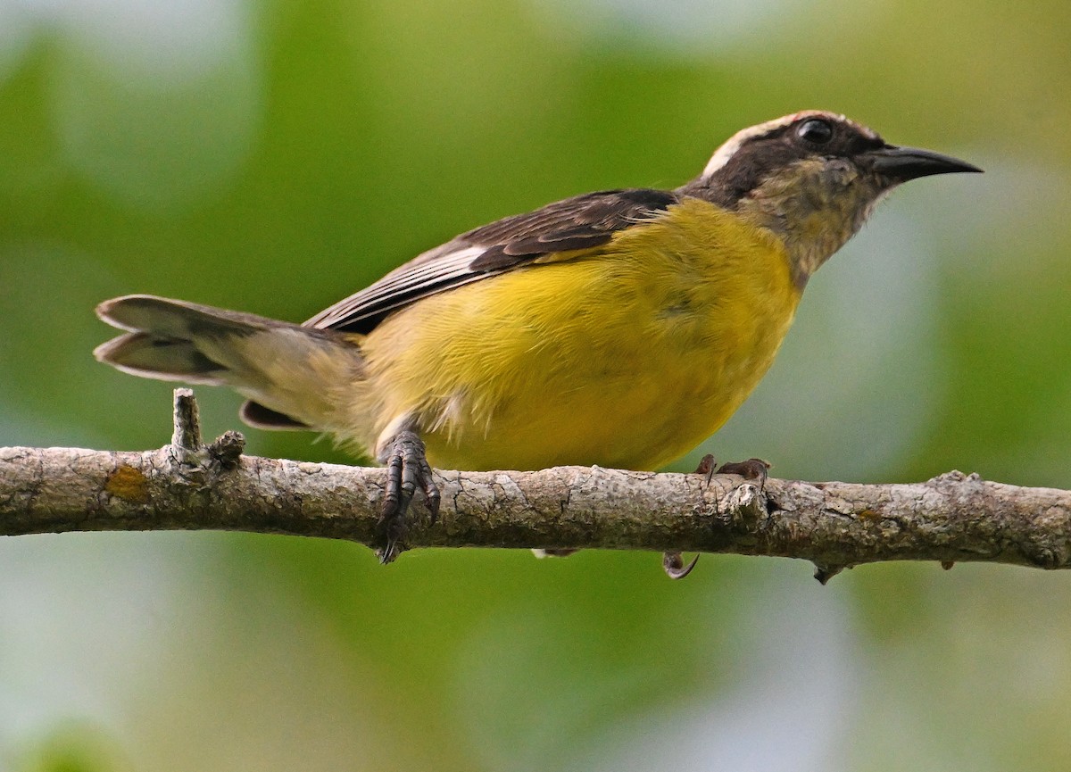 Bananaquit - ML641977738