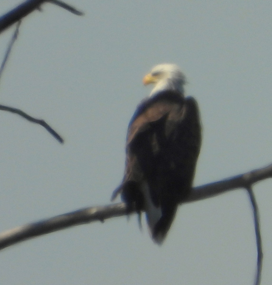 Bald Eagle - ML641977761