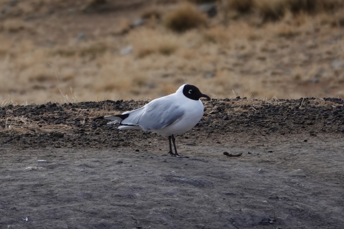 Andean Gull - ML641977782