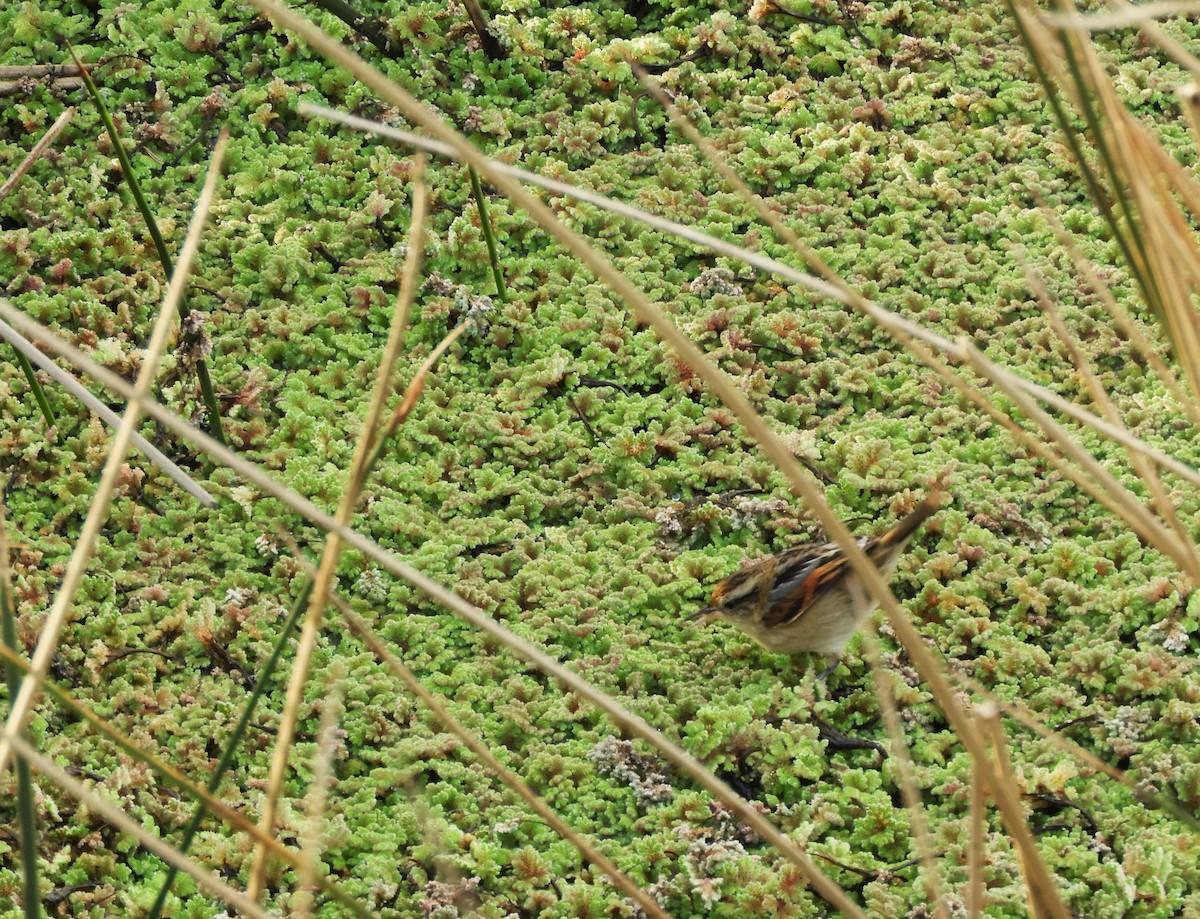 Wren-like Rushbird - ML641977786