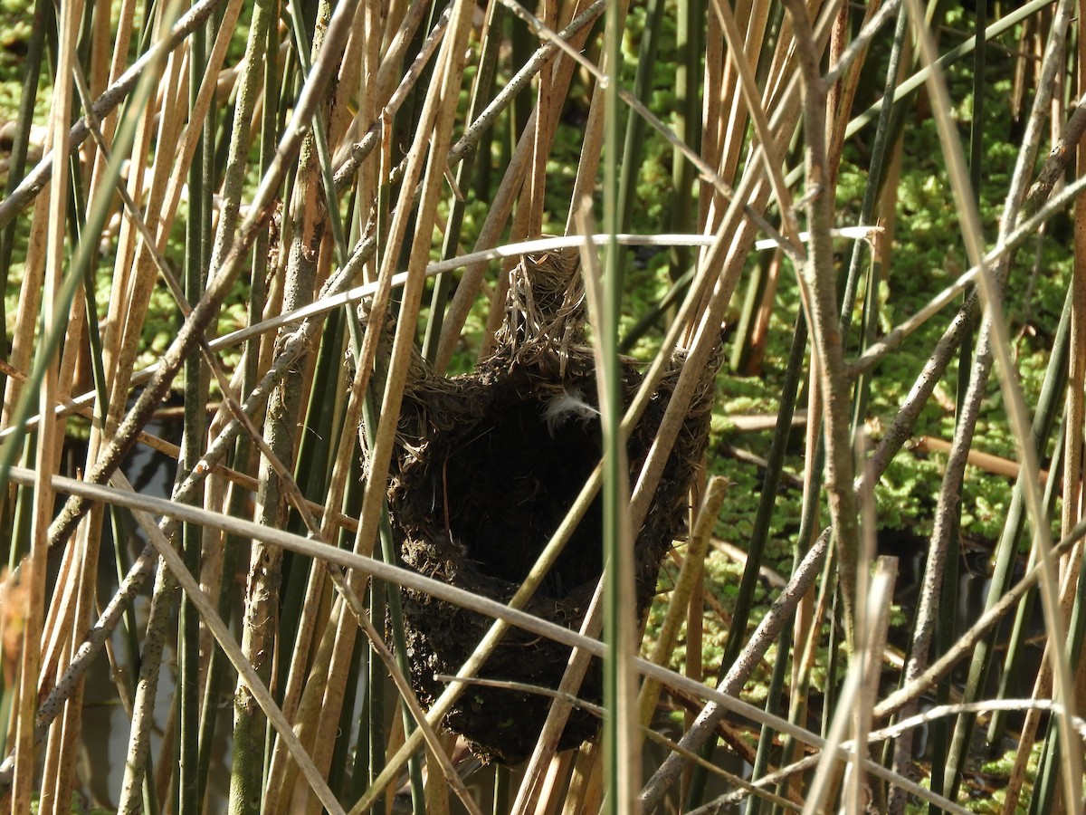 Wren-like Rushbird - ML641977787