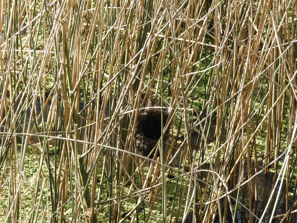 Wren-like Rushbird - ML641977788