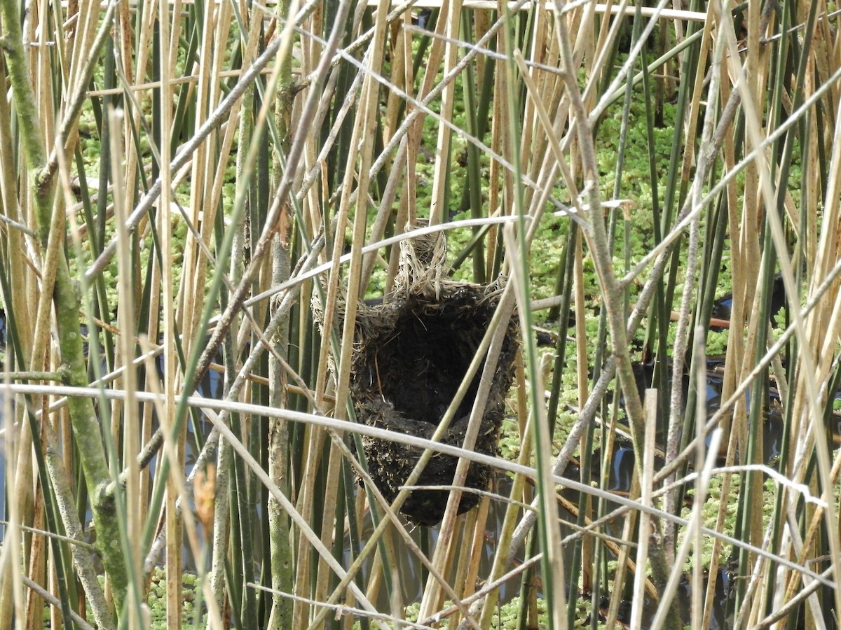 Wren-like Rushbird - ML641977789