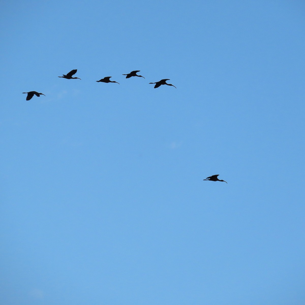 White-faced Ibis - ML641977791