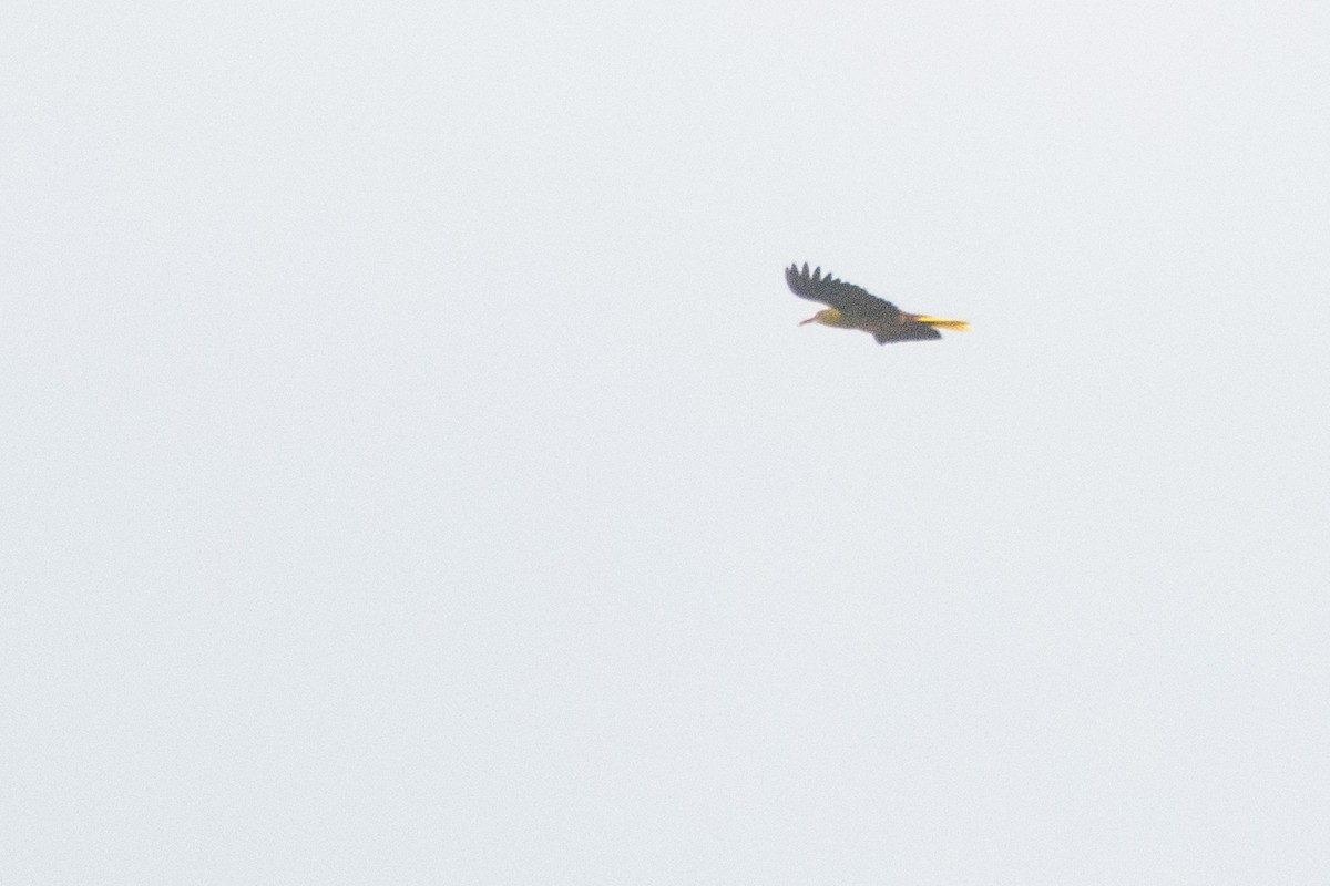 Green Oropendola - ML641977799