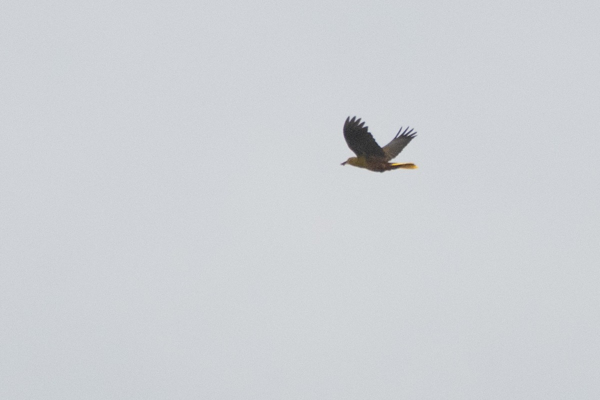 Green Oropendola - ML641977800