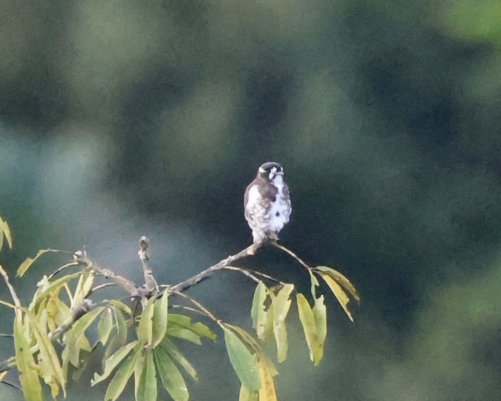 White-browed Purpletuft - ML641977807