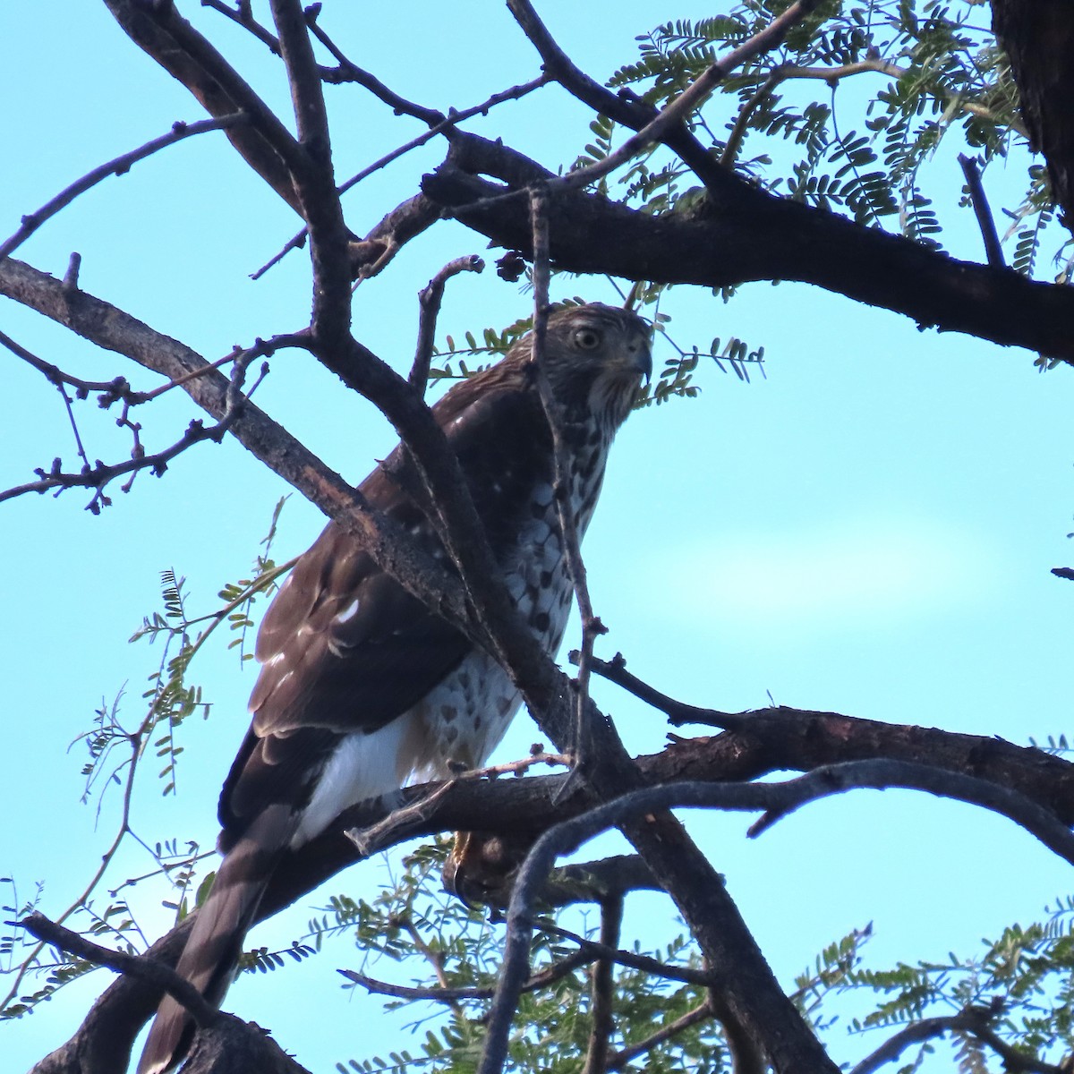 Cooper's Hawk - ML641977810