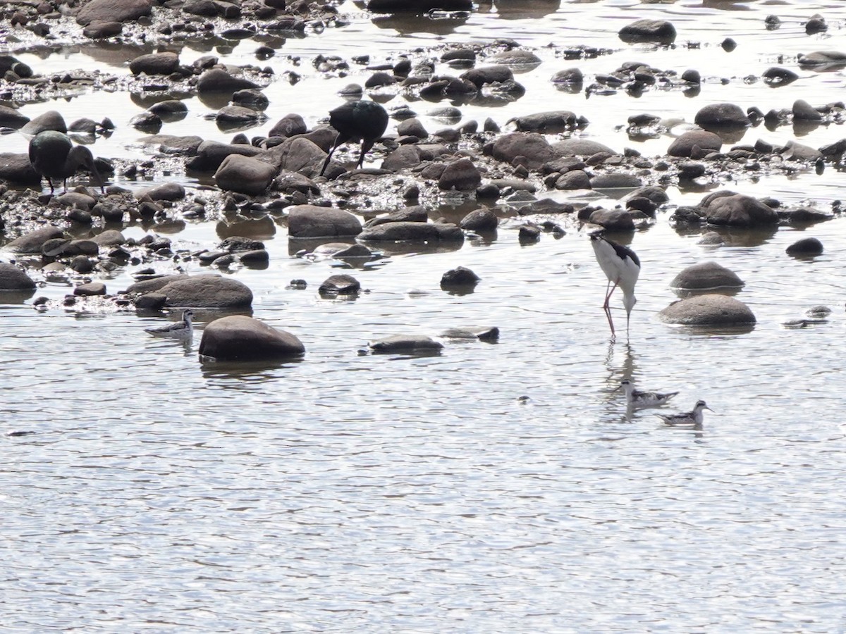 svømmesnipe - ML641977811